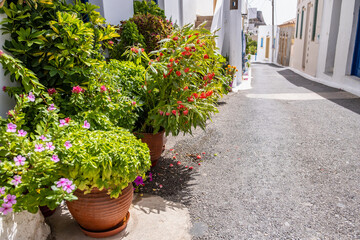 Greece, Kythira island, Chora town. Flower pot at an empty alley side, white house background