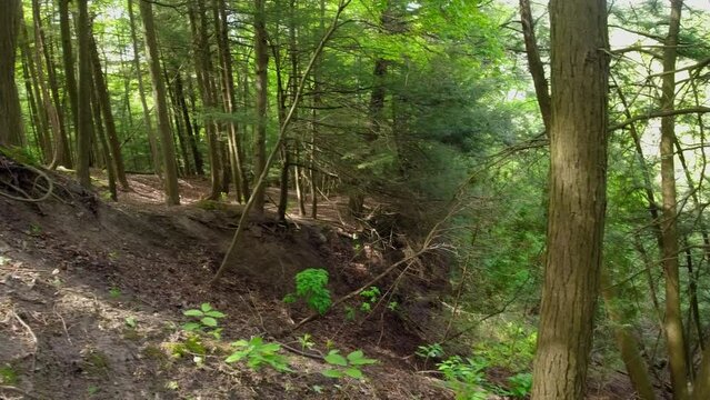 Panorama of green ravine in the forest shot during hiking. Natural view of green trees and hills.