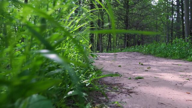 Low angle view of walking the grass. POV of walk or small animal from below perspective camera, shot while hiking with gimbal.
