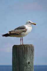seagull catching a breeze on a pylon at the pier