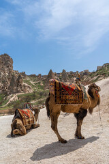 Two camels are standing throughout Uchisar Castle Valley, Cappadocia. Popular for tourists. Camel...