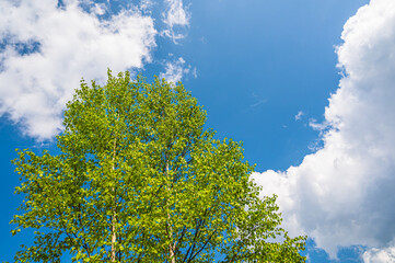 Obraz premium 新緑の白樺と青空