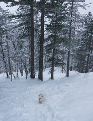 Winter in the foggy forest
