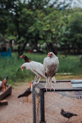 Gallos blancos caminando en la granja
