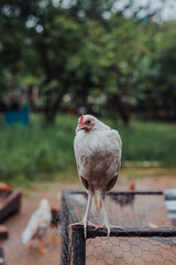 Gallo blanco caminando en granja