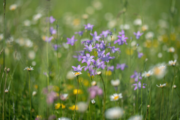 Obraz na płótnie Canvas Spreading bellflower (Campanula patula) grows on a meadow.