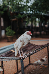 Gallo blanco caminando en granja