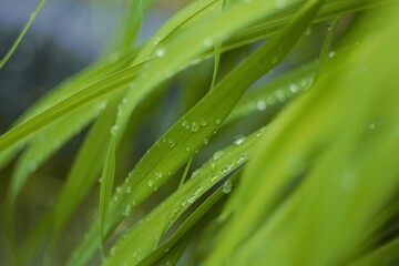 green grass with dew drops
