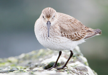 Dunlin (Calidris alpina) on basalt rocks at Barnegat Jetty, USA