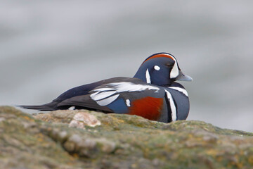 Harlequin Duck (Histrionicus histrionicus) male on rock, Barnegat Jetty, New Jersey