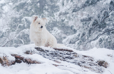Obraz na płótnie Canvas Dog in the winter forest