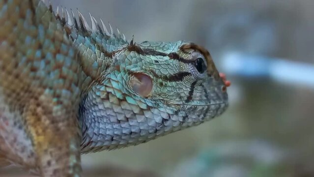 HD 1080p: Macro close-up of Changeable Lizard, Red-headed Lizard, Indian Garden Lizard on tree trunk.