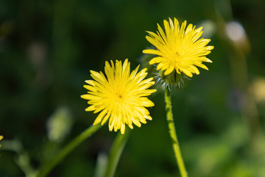 Yellow dandelion flower, Bitter chicory or radicheta, Taraxacum officinale, whose yellow flower is known as dandelion, is a plant of the Asteraceae family