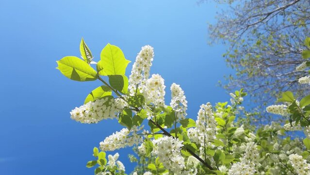 White padus season flower. Allergy macro video. Green grass. Bumblebee garden action. Beautiful blossom and organic flight. Ecology life concept. Slow motion. Springtime
