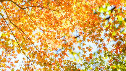 美しく光芒する紅葉景色(クローズアップ)
Beautifully shining autumn leaves...