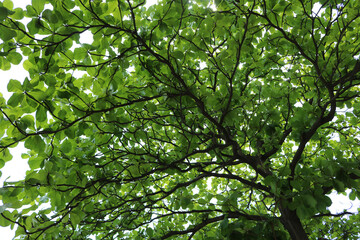 green leaves background
