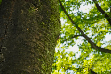 Cicada, insect, in Tokyo, Japan
