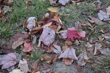 folhas de outono - bordos