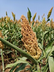 Obraz premium Sorghum, sourghum plants field crops in farm, jawar crop field farming, jawari green plants in farm in india Maharashtra, green crop farming agriculture fields, jawar crop field farming jawari green 