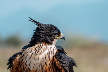 portrait of an eagle in black stripes on a blurred background. animal portrait with copy space for...