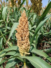 Obraz premium Sorghum, sourghum plants field crops in farm, jawar crop field farming, jawari green plants in farm in india Maharashtra, green crop farming agriculture fields, jawar crop field farming jawari green 
