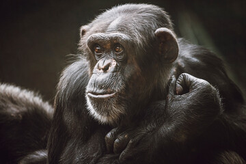Chimpanzee ape, close up detail of head. Wildlife dark portrait