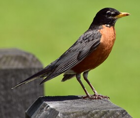 Robin on a fence