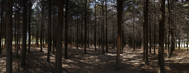 Cold forest, dry trees, darkness.