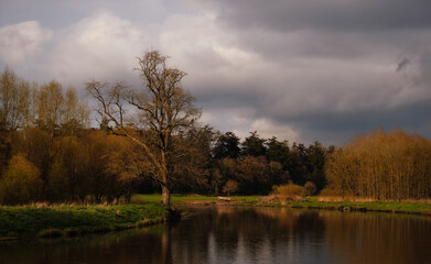 Picturesque landscape with tree