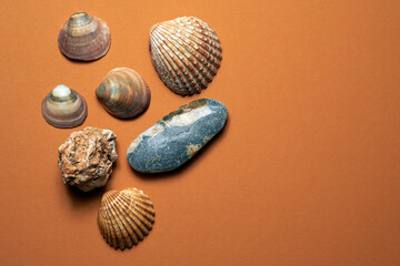 Shells and stones background