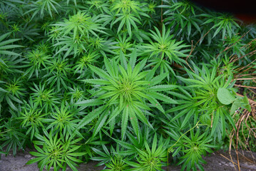 The leaves of a Cannabis or Marijuana plant.