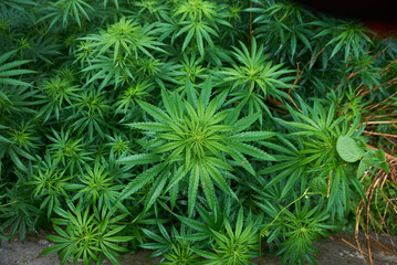 Naklejka na ściany i meble The leaves of a Cannabis or Marijuana plant.