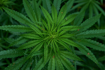 The leaves of a Cannabis or Marijuana plant.