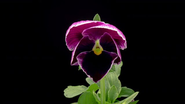 Time lapse of opening pink and purple Pansy flower (Viola tricolor) isolated on black background