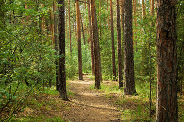 Hiking trail in the middle of a dense green forest and pine trunks