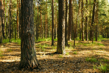 Obraz premium Numerous pine trunks in a summer pine forest illuminated by sunlight