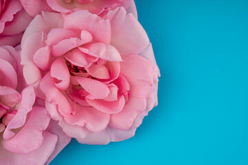 rose flowers, on a blue background isolated