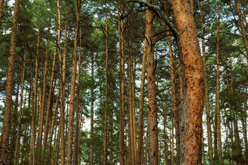 Numerous trunks of pine trees with the lower dried branches and green fluffy crowns and orange bark