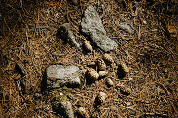 Pine cones lie on the soil of rotting needles next to stones and illuminated by sunlight