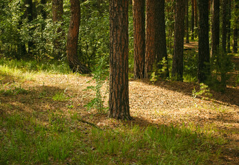 Fototapeta premium Pine trunk and sunlit undergrowth against the background of other tree trunks and green forest