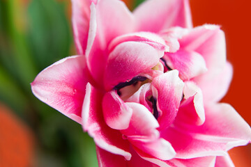 Fototapeta na wymiar Closeup photography of peony tulip with water dpors.Orange background with copy space.