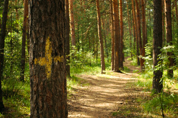 Pine trunk close-up with a yellow mark in the form of a cross against the backdrop of a sunlit green pine forest and path