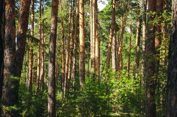 Slender pine trees are illuminated by the warm light of the sun in the middle of a green forest