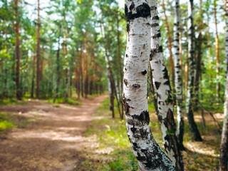 The bark of a curved birch close-up against the background of a forest path and a green summer forest