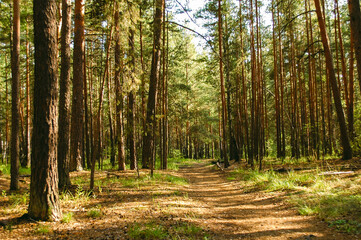 Fototapeta premium The forest path runs between a dense green thicket and pine trees illuminated by sunlight in a coniferous forest