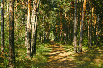 Fototapeta na wymiar The forest path runs between mostly pine trees, forming an alley in a green forest in the rays of the evening sun. Tree shadows fall on the path