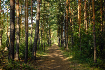 The forest path runs between mostly pine trees, forming an alley in a green forest in the rays of the evening sun. Tree shadows fall on the path