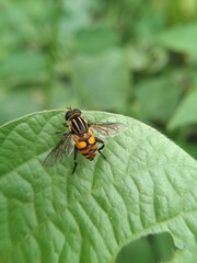 Helophilus pendulus is a European hoverfly. Its scientific name means "dangling marsh-lover"