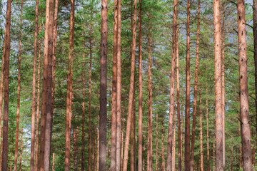 Trunks of pine trees. Coniferous, pine forest. background image.