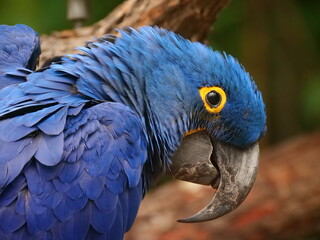 nature and wildlife 1
